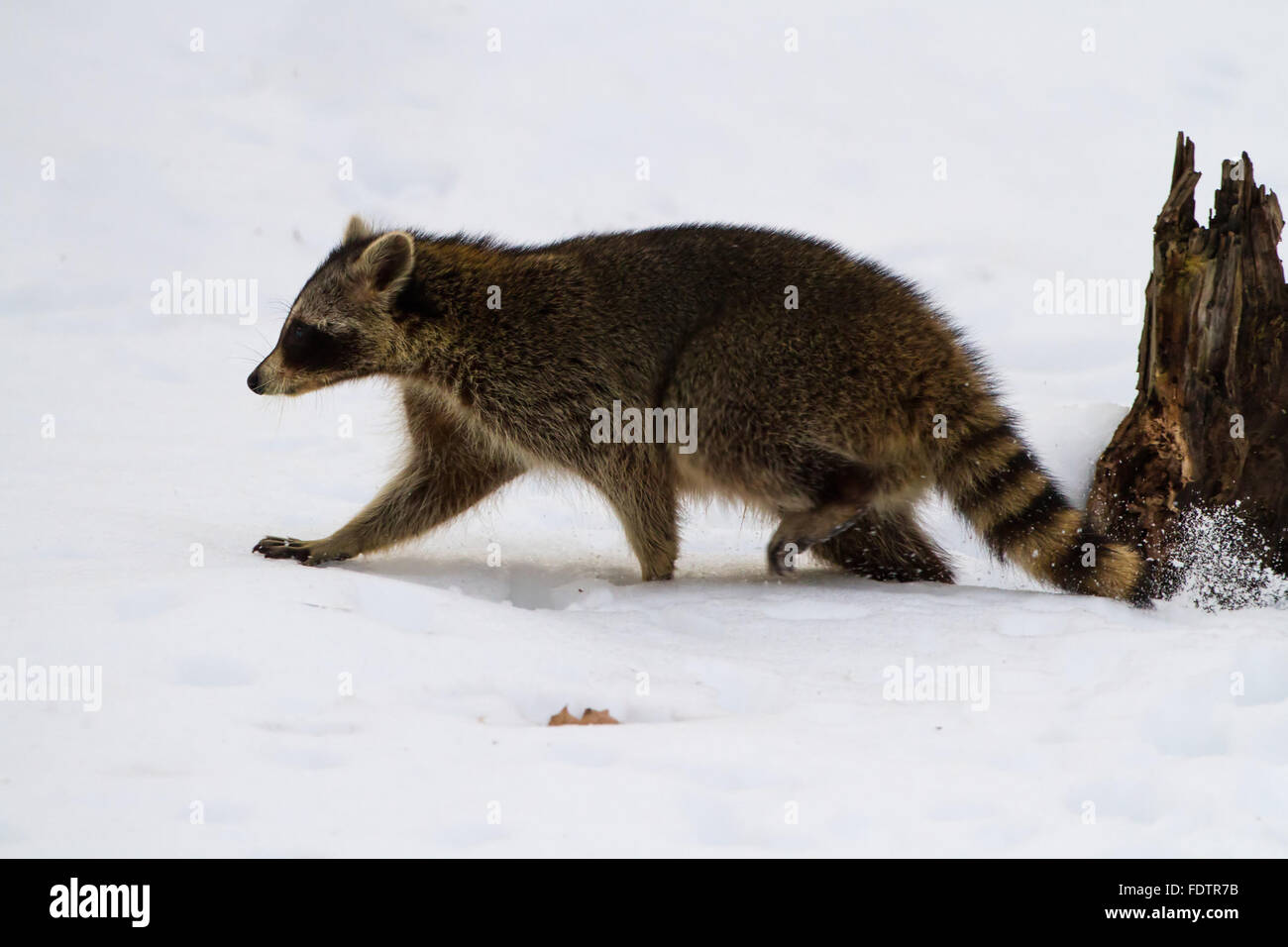Raccoon tracks hi-res stock photography and images - Alamy