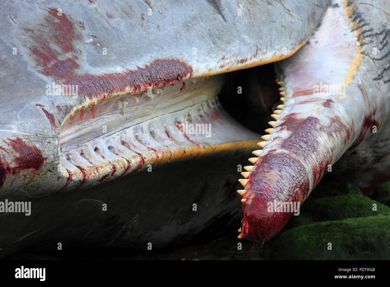 Whale teeth hi-res stock photography and images - Alamy
