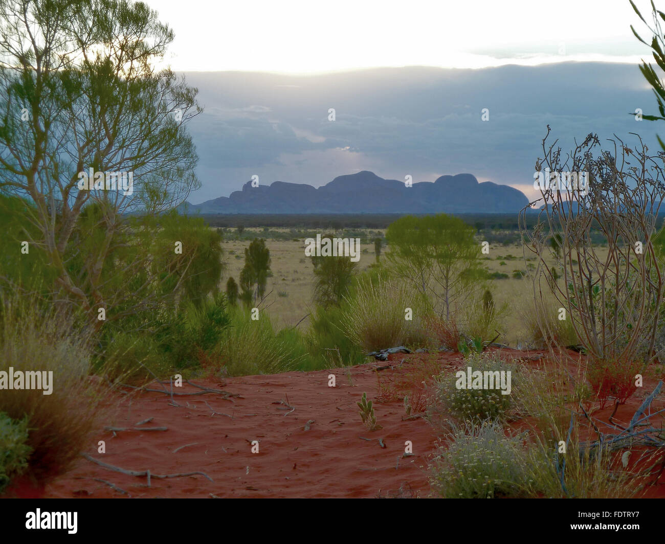 The Olgas (Kata Tjuta) in the Northern Territory of Australia looking through scub at twilight Stock Photo