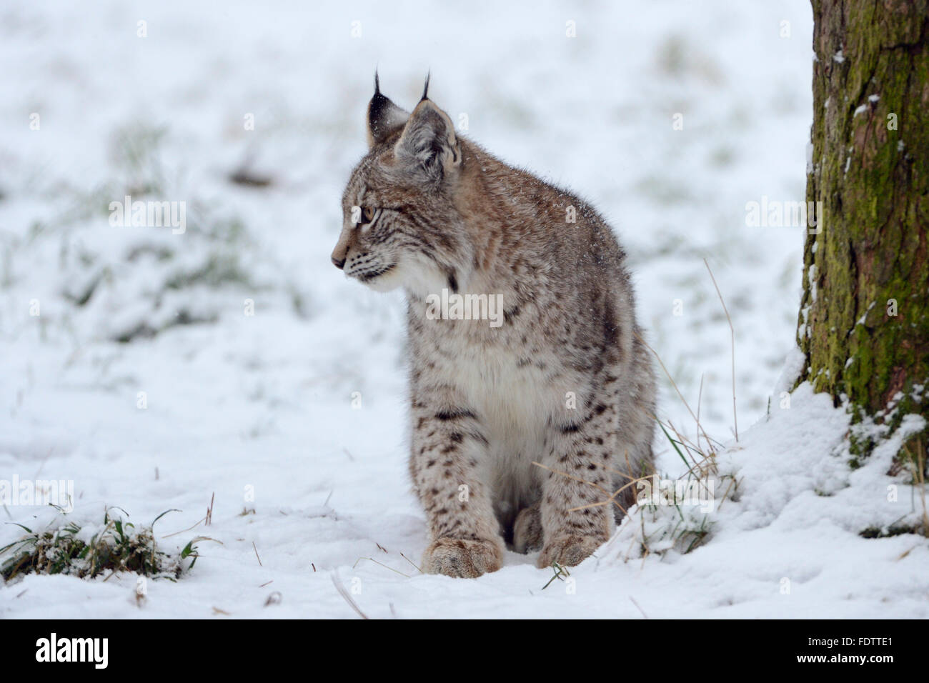 Young Eurasian Lynx / Eurasischer Luchs ( Lynx lynx ) sits next to a tree on snow covered ground, looks around. Stock Photo