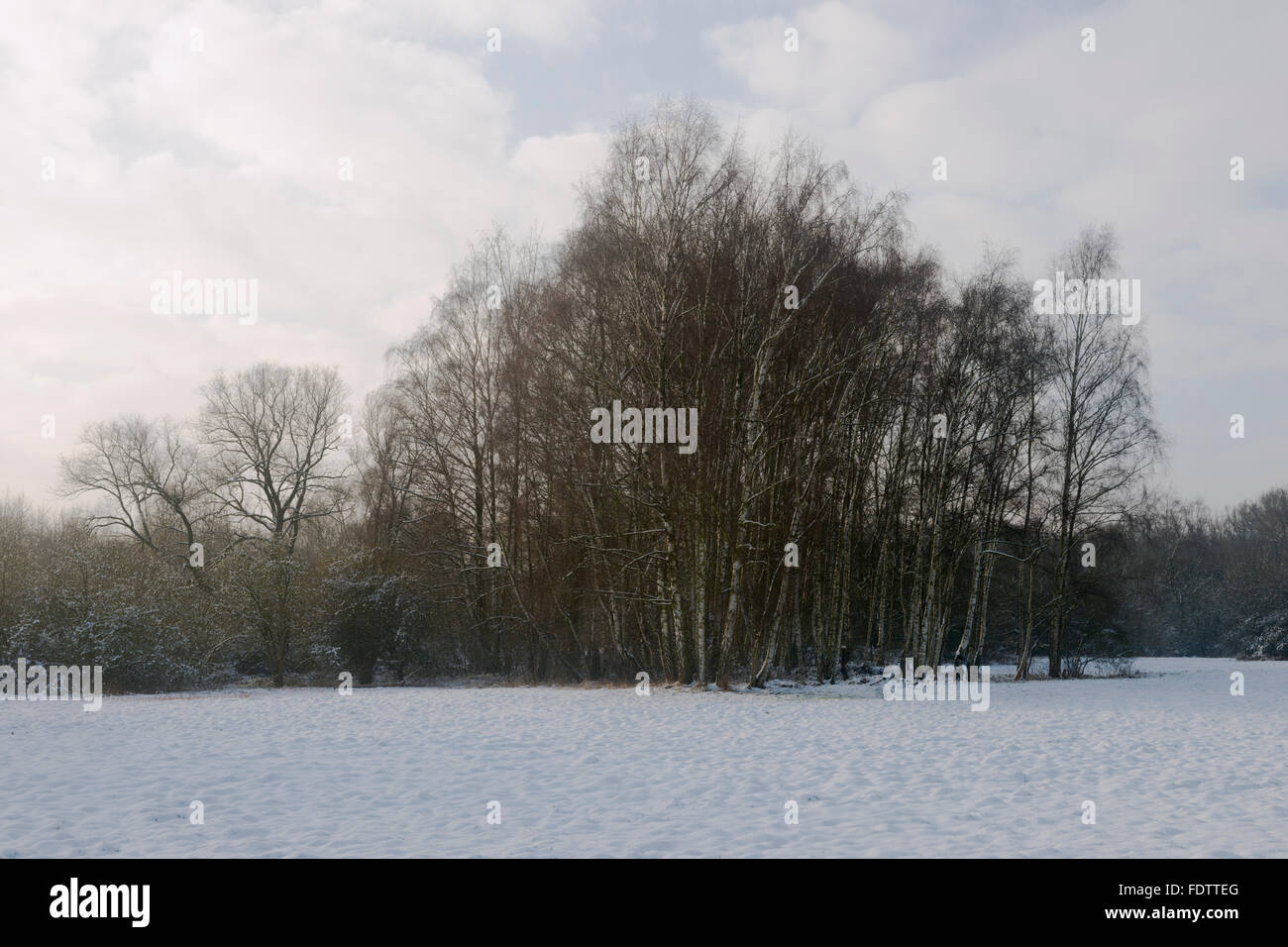 Little birch wood close to Meerbusch Lank Latum on a winter day in Germany. Stock Photo