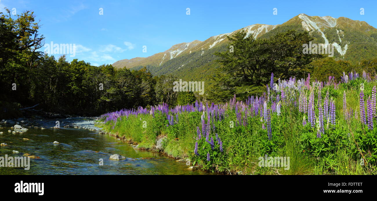 A large file panorama of lupins or lupines blooming alongside Cascade Creek in Fiordland, New Zealand. Stock Photo