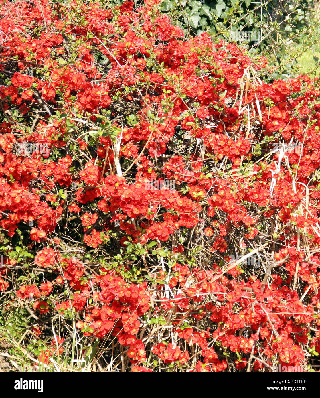 Bush with red flowers in the garden Stock Photo Alamy