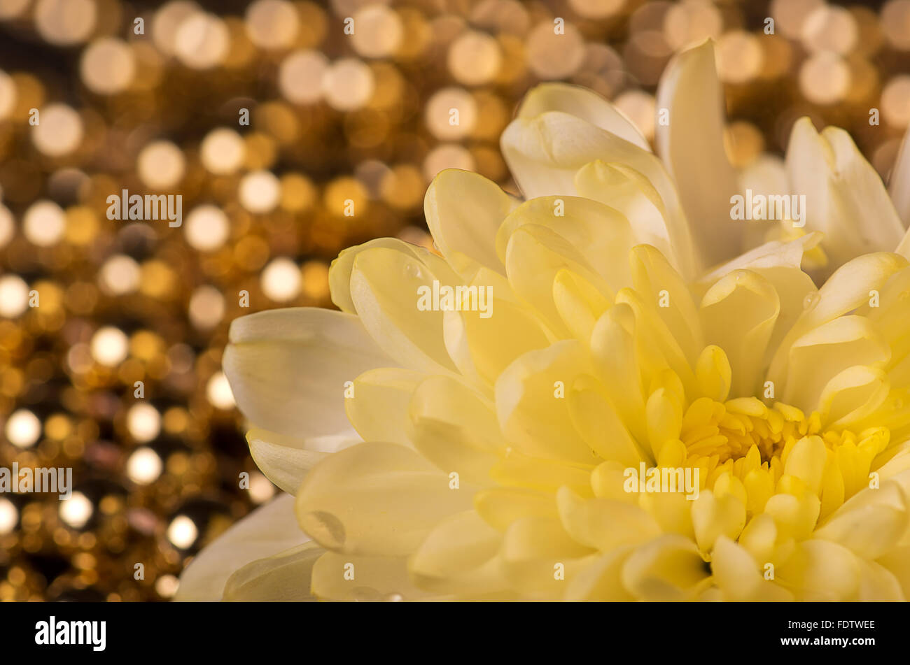 White chrysanthemum and gold bokeh. Stock Photo