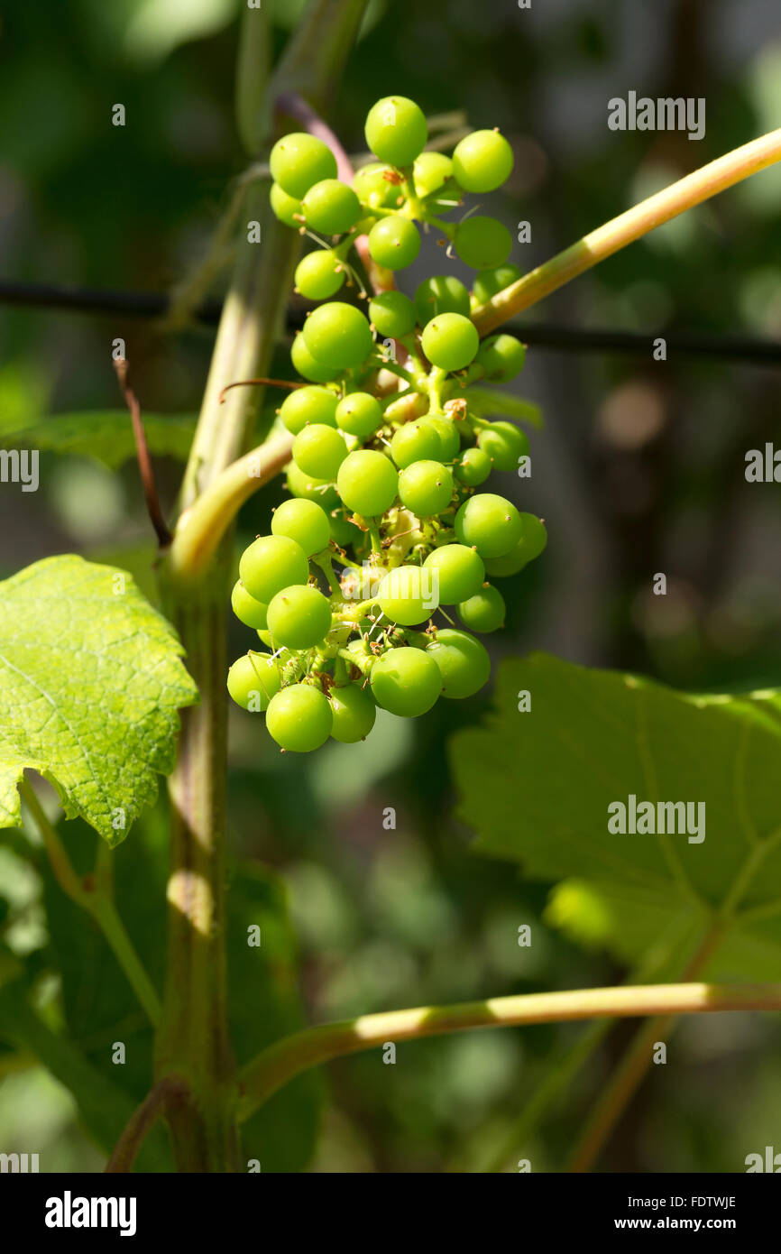Closeup of a genuine bunch of ripening green grapes growing in the garden to harvest. The backlit. Stock Photo