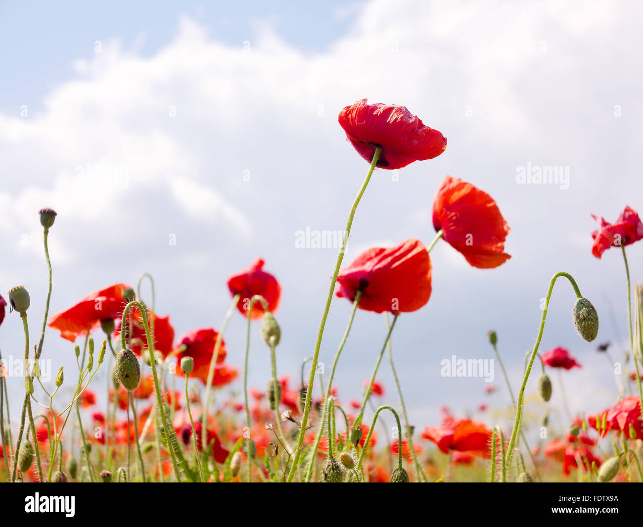 Authentic landscape of wild red poppies against the sky as background ...