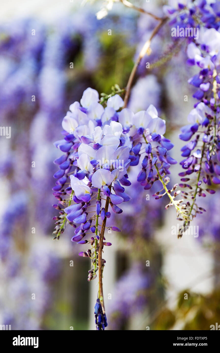 Abundantly flowering Wisteria, clusters of blue flowers hang down to