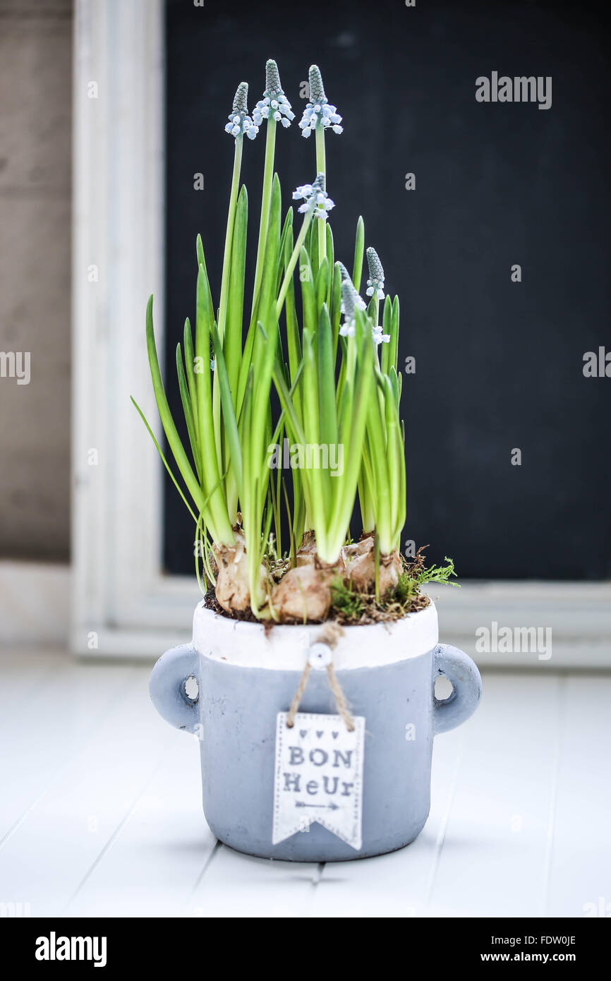 Blue muscari flowers in pot on a white and black background. Stock Photo