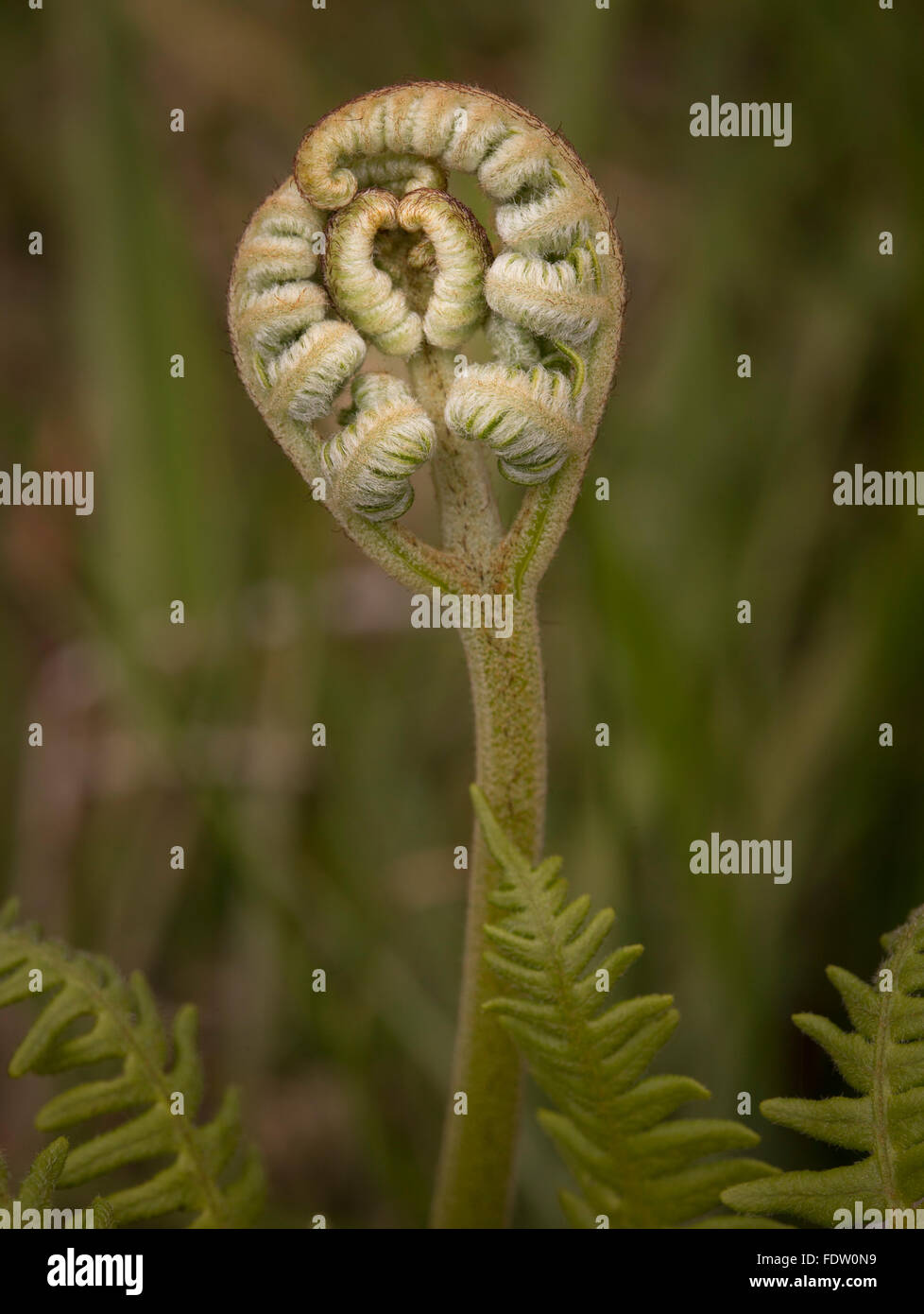 New Unfurling Bracken Fern in Spring, in the Cambrian Mountains,Wales Stock Photo
