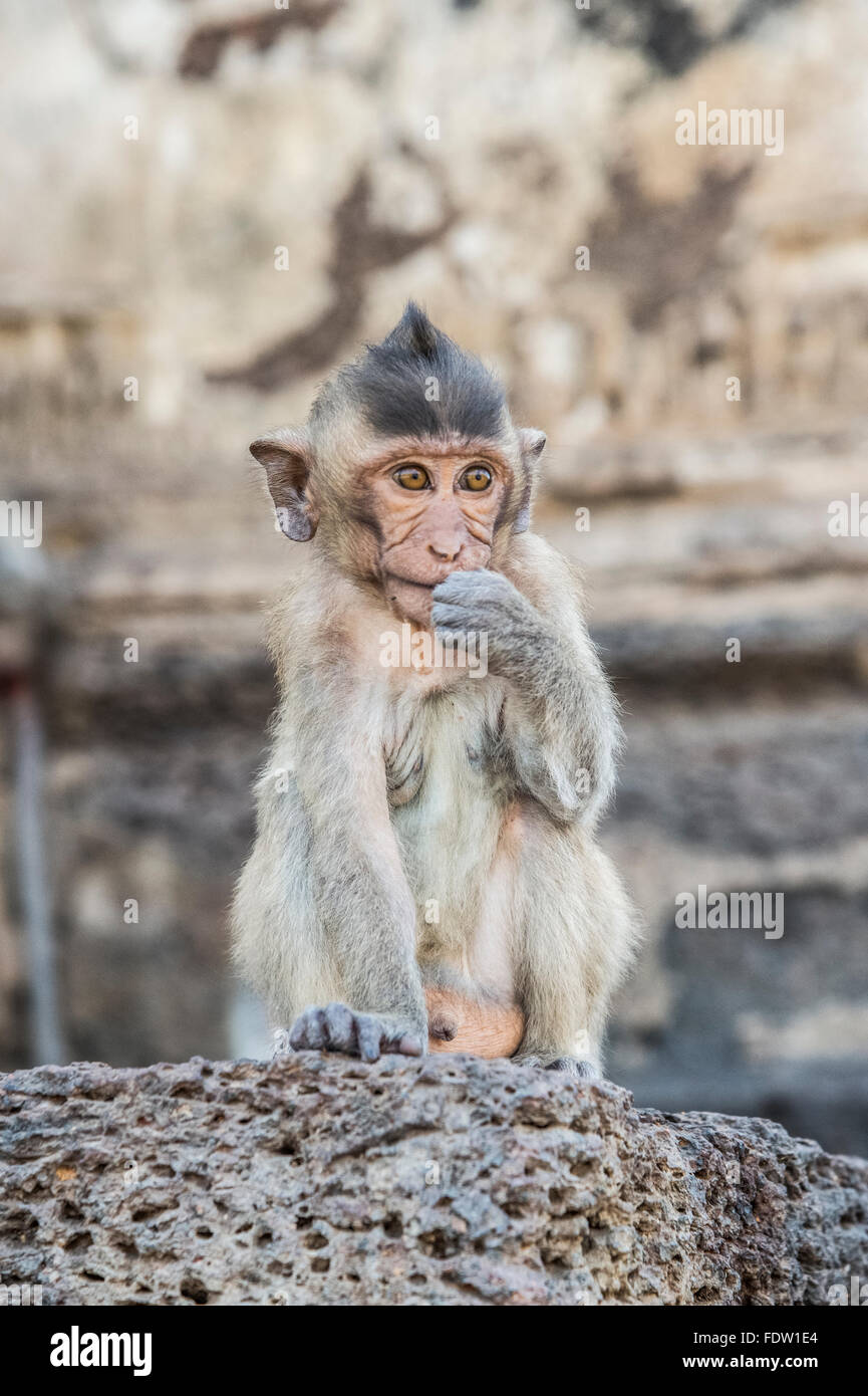 Lop Buri, Phra Prang Sam Yot monkey temple Stock Photo