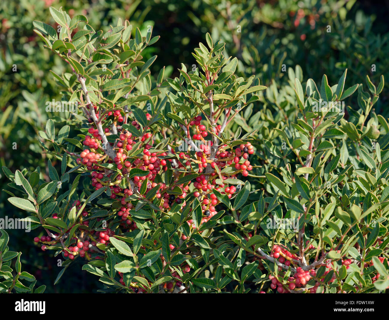 Mastic Tree - Pistacia lentiscus Evergreen Tree from Cyprus Stock Photo