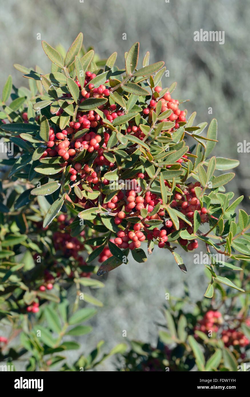 Mastic Tree with Red Berries - Pistacia lentiscus Stock Photo