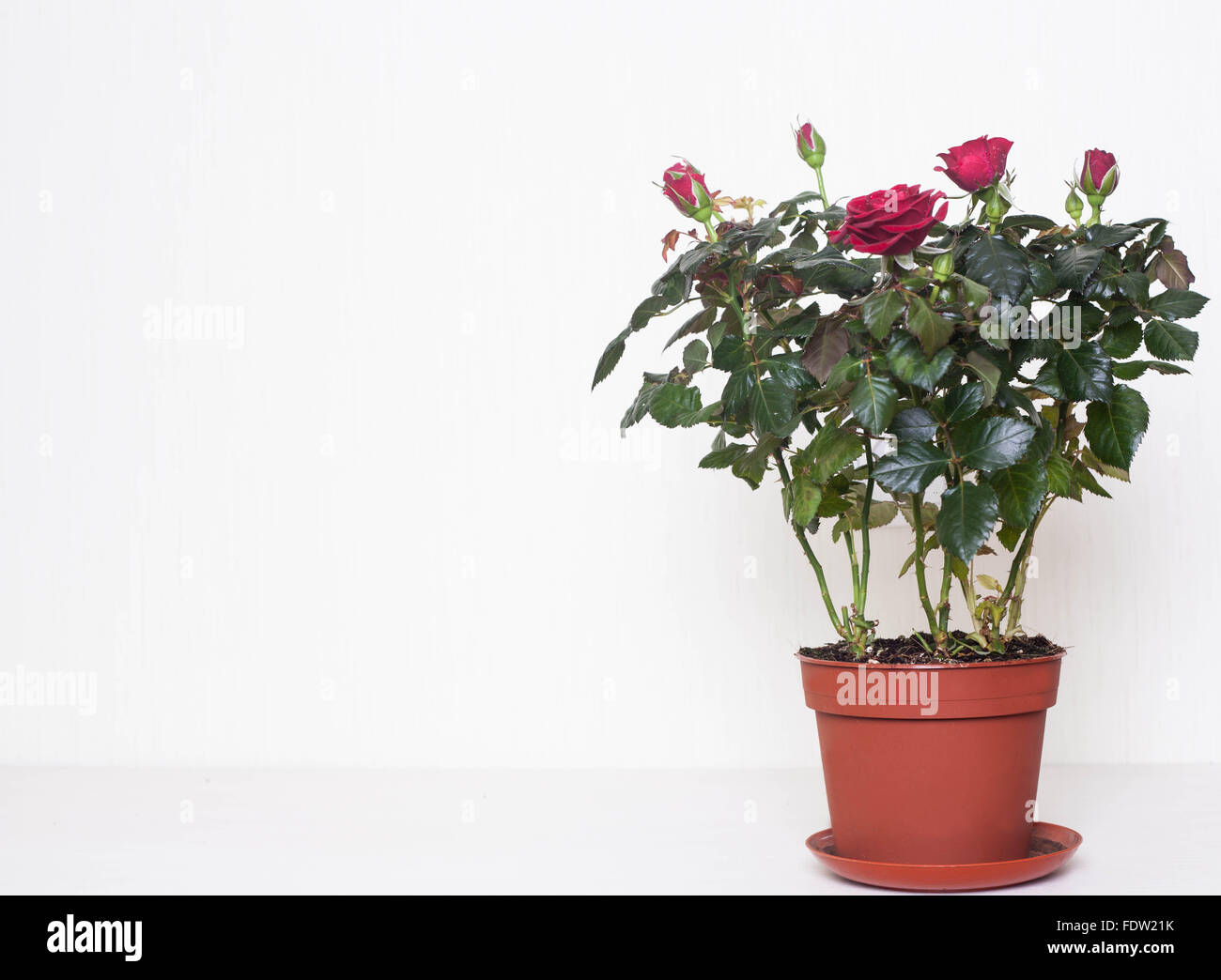 red roses in the pot Stock Photo Alamy