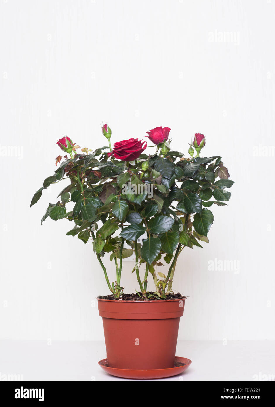 red roses in the pot Stock Photo Alamy