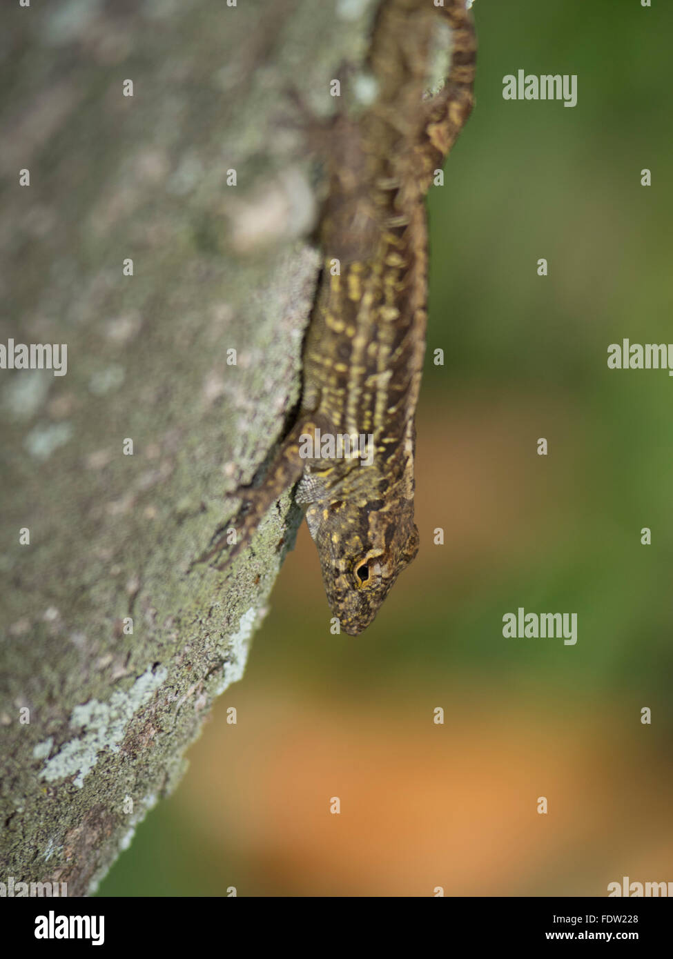 Lizard upside down Stock Photo Alamy