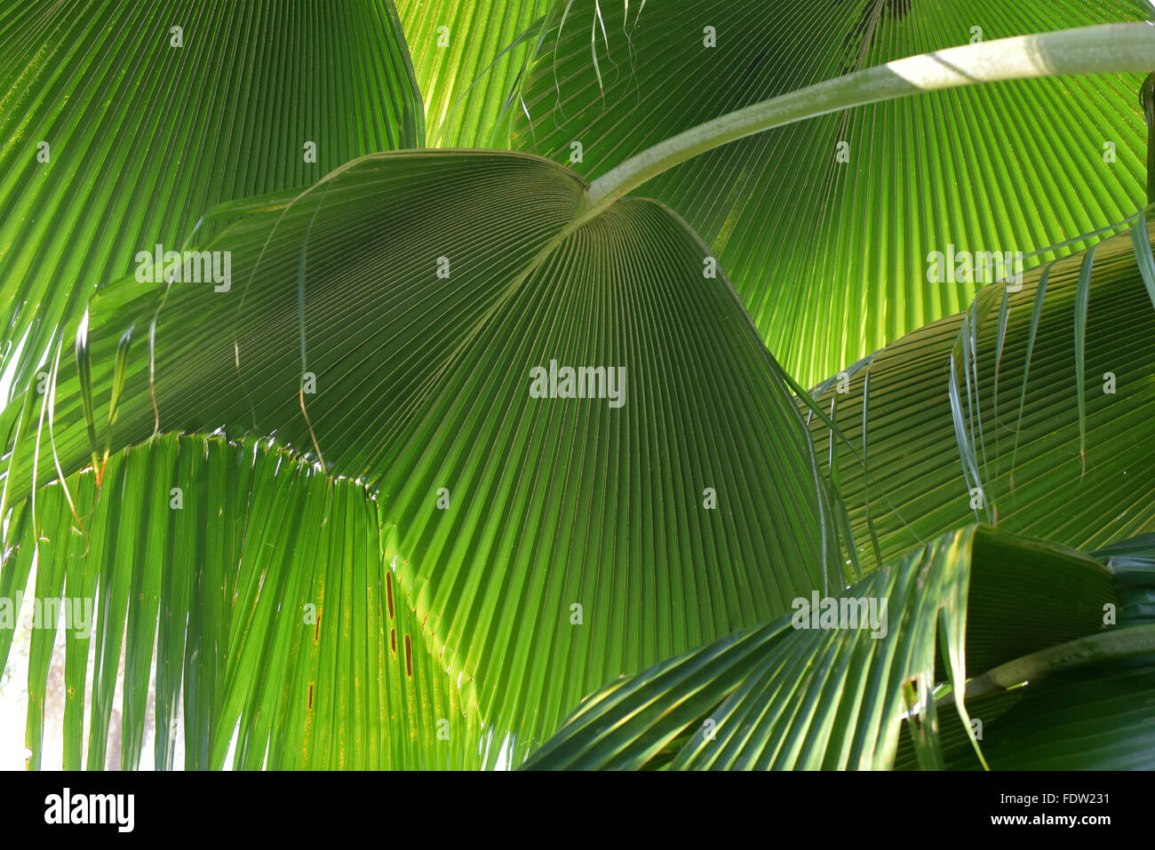 Palm leaves Australia Stock Photo Alamy
