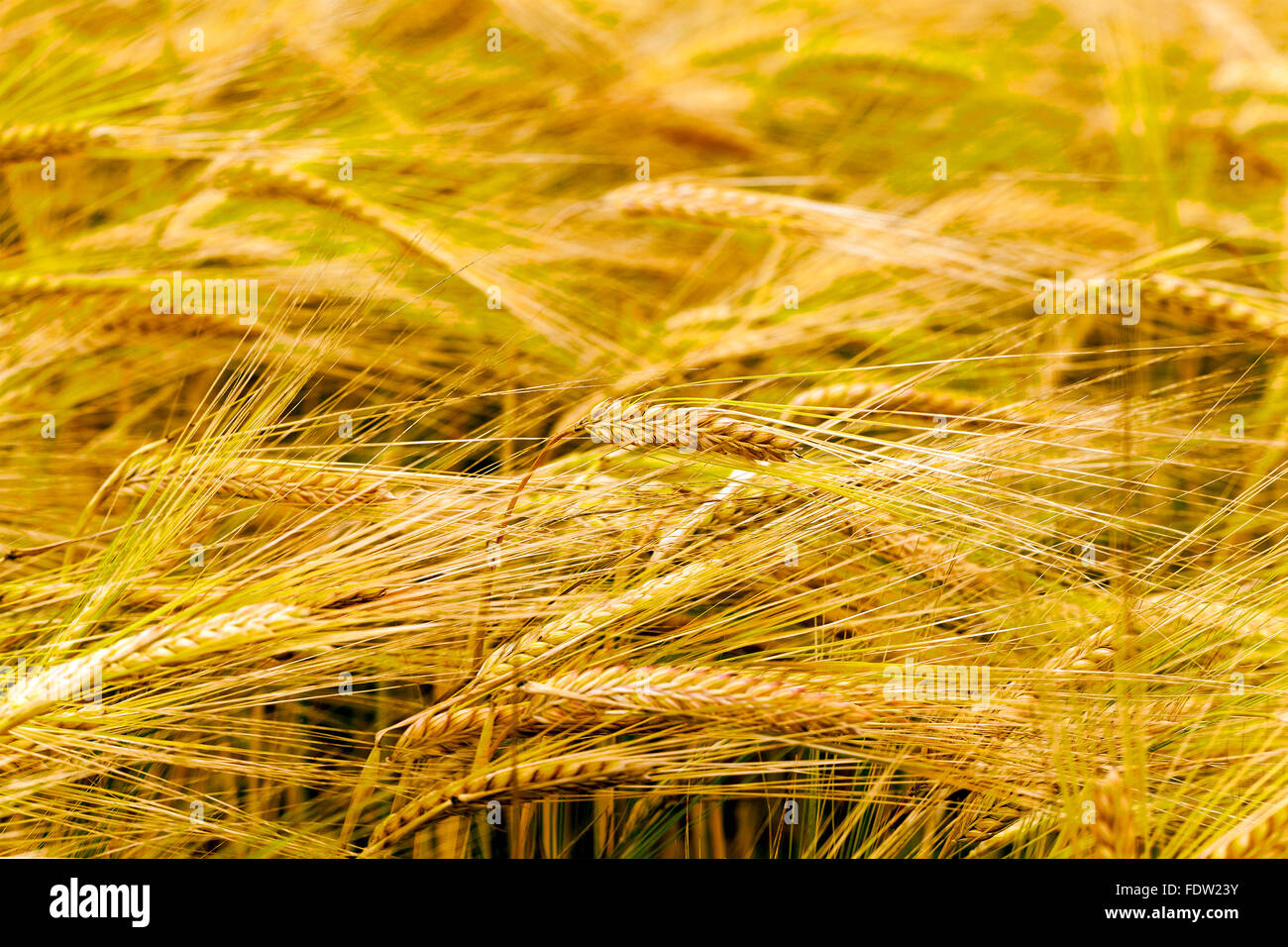 grow ripe cereals Stock Photo - Alamy