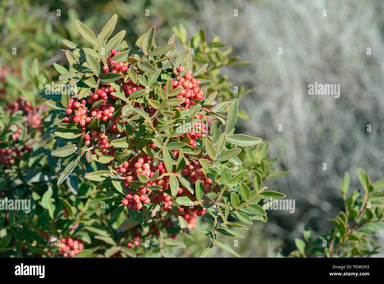 Mastic Tree with Red Berries - Pistacia lentiscus Stock Photo