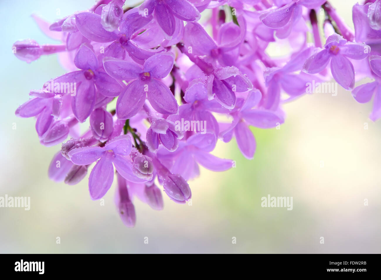 Blooming lilac flowers in garden Stock Photo