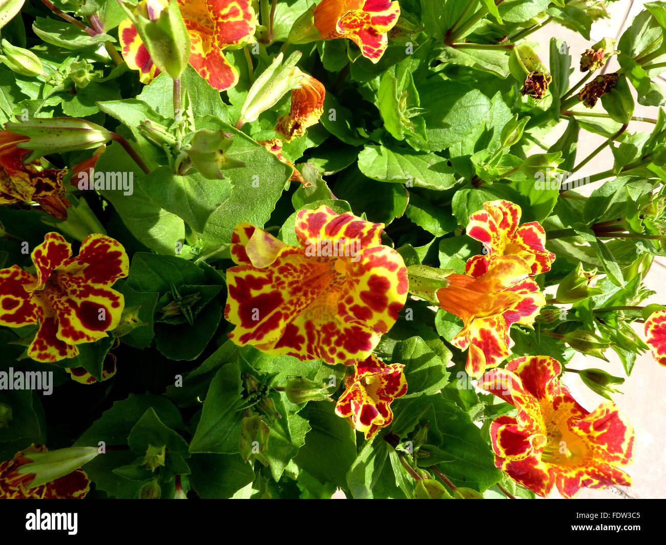 Mimulus tigrinus, Tiger Monkey Flower, annual ornamental herb with green leaves and orange flowers with red speckles Stock Photo