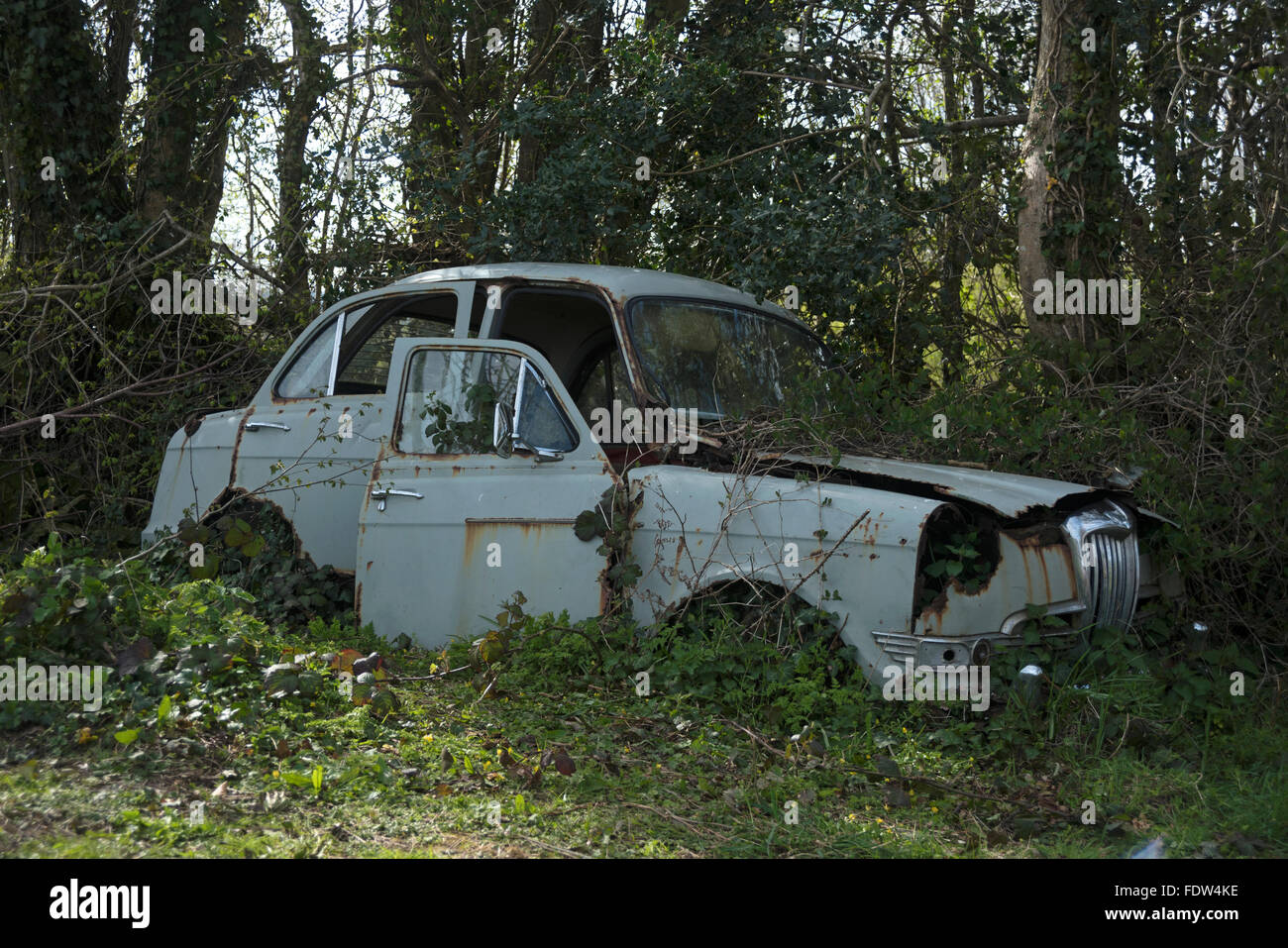 The car in the woods hi-res stock photography and images - Alamy