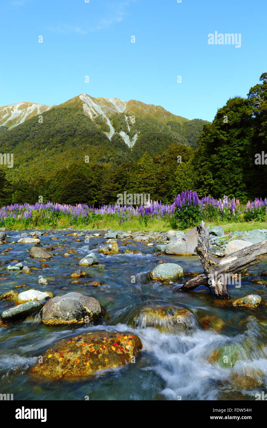 Lupins or lupines blooming alongside Cascade Creek in Fiordland, New Zealand. Stock Photo