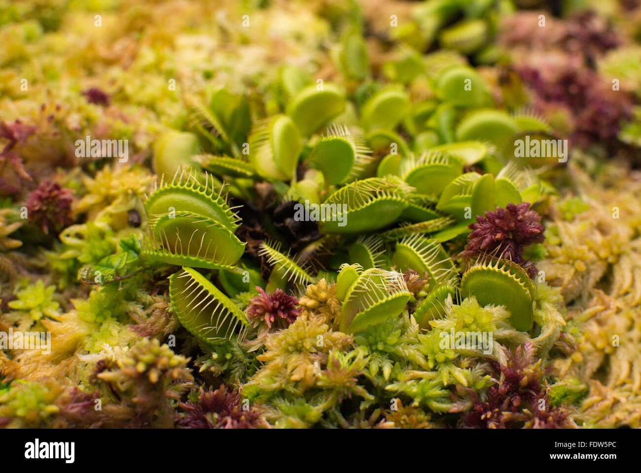 Venus flytrap Dionaea muscipula closeup in wet moss red yellow and