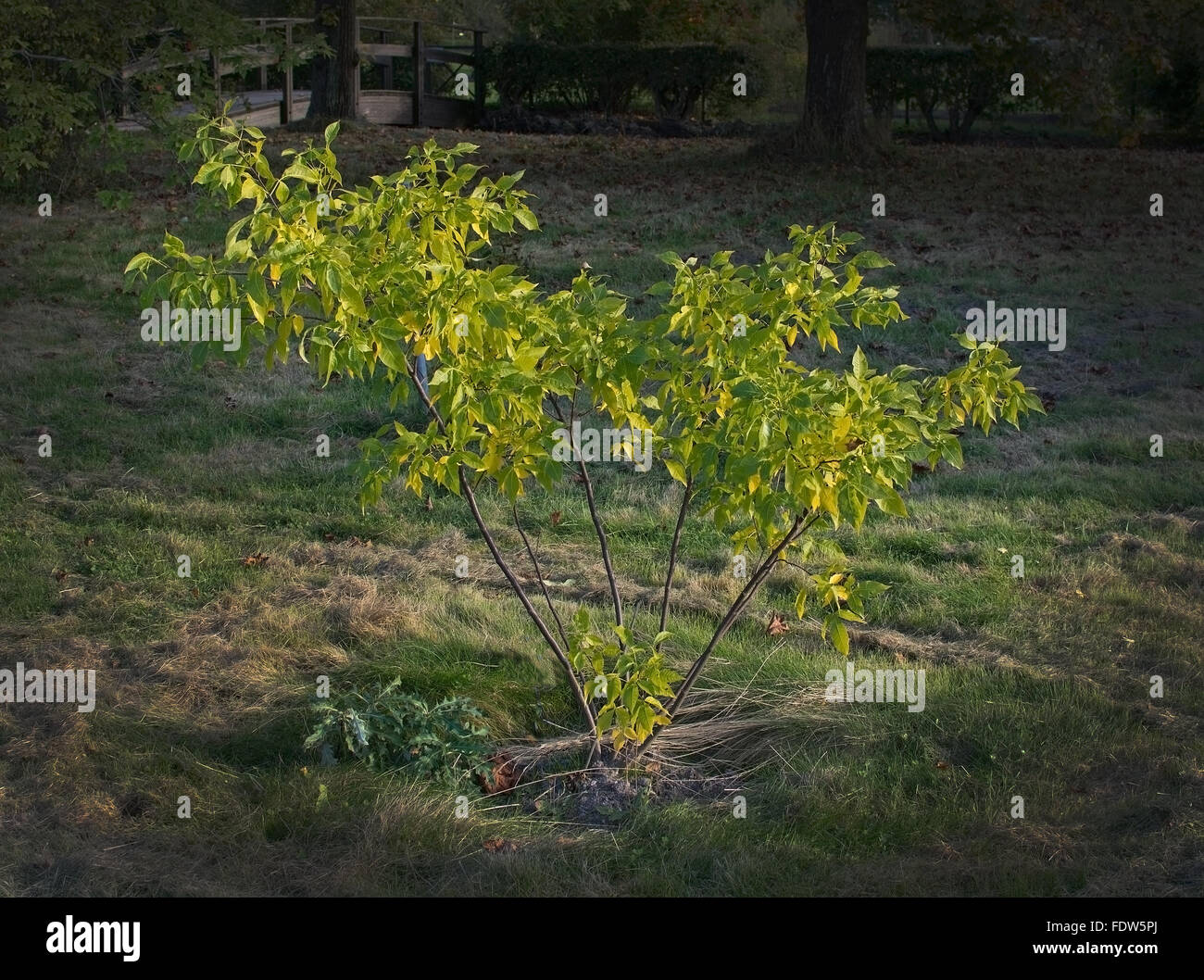 Young Common hoptree, stinking ash or wafer ash Ptelea trifoliata in Sweden in October. Stock Photo