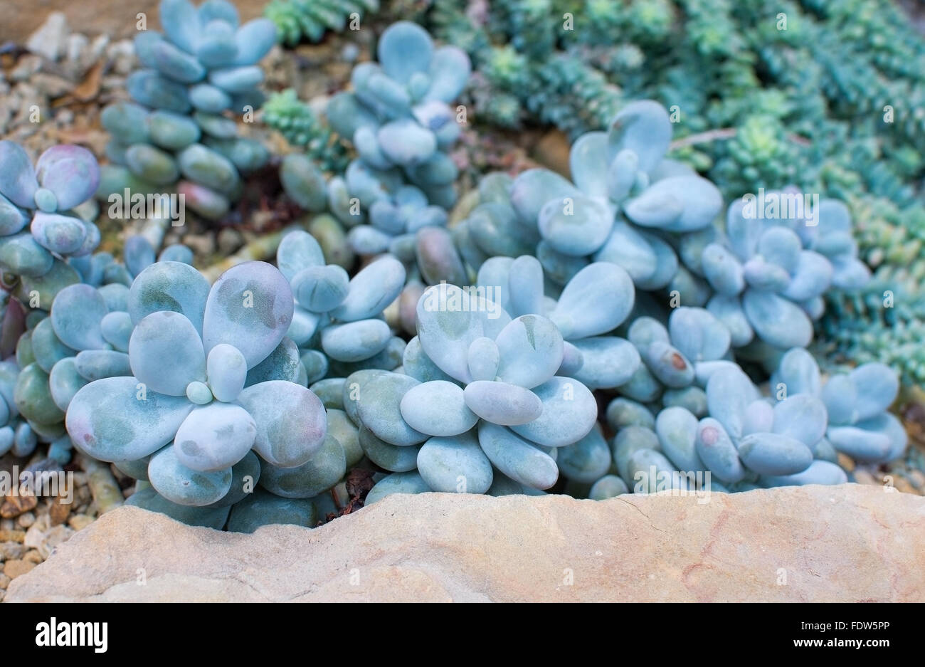 succulent plant kit DIY Succulent Wall Kit