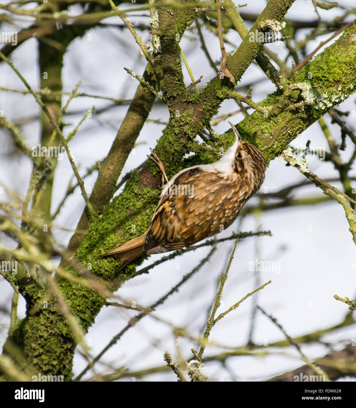 Treecreeper bird Stock Photo