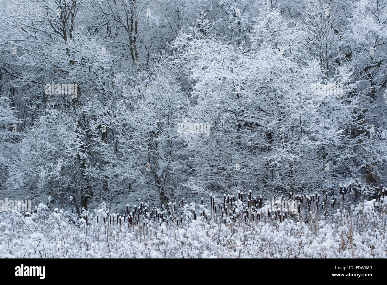 Golden Acre High Resolution Stock Photography and Images - Alamy