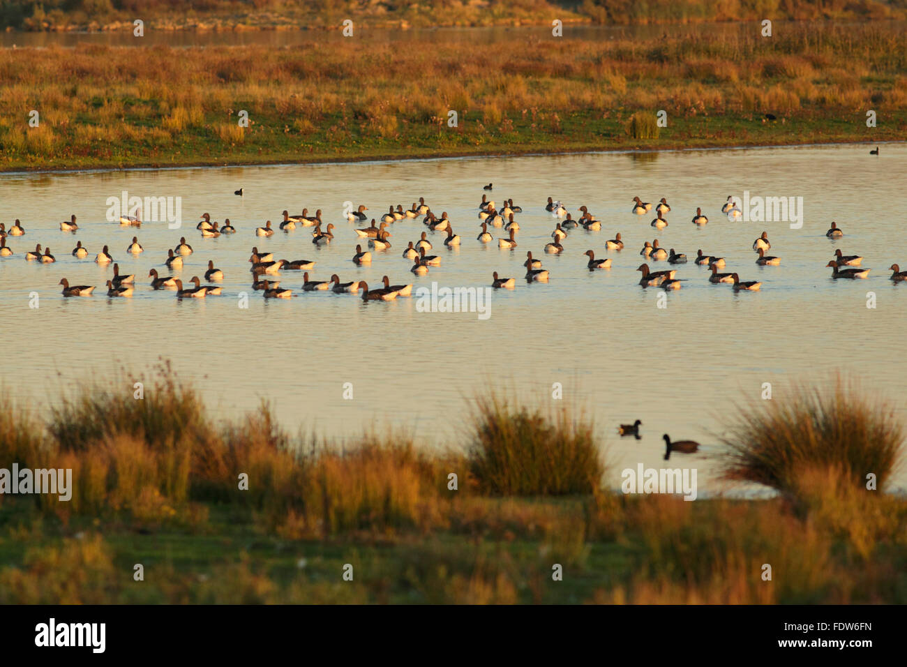 Greylag Goose (Anser anser) flock, resting on water, St. Aidans Country Park, West Yorkshire, England, October Stock Photo
