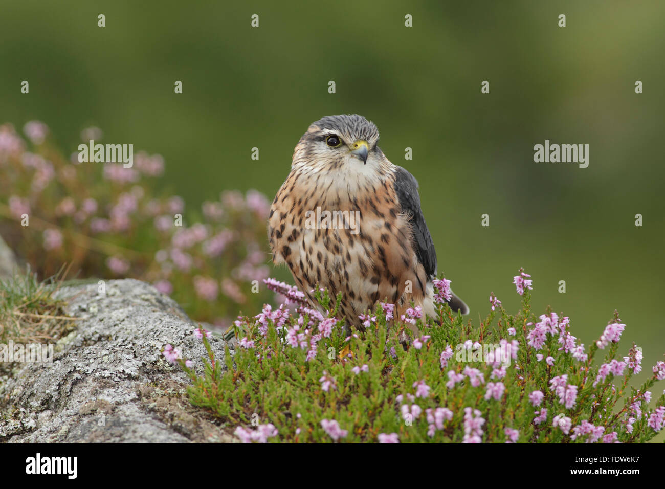 Merlin (Falco columbarius), young male, in heather, Yorkshire, England, August (Captive) Stock Photo