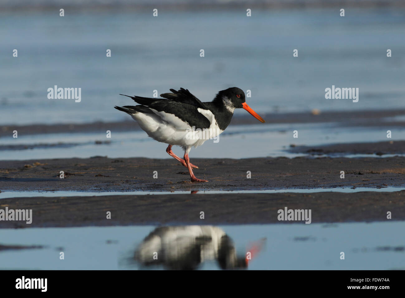 Oystercatcher reflection haematopus ostralegus hires stock photography