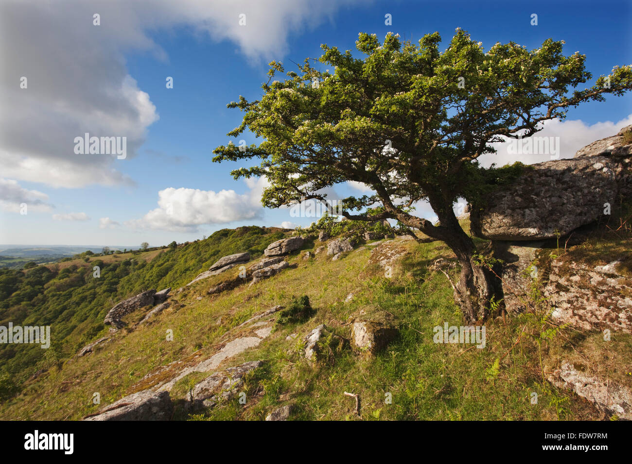 Hawthorn tree on Bench Tor, nr Holne, Dartmoor National Park, Devon, Great Britain. Stock Photo