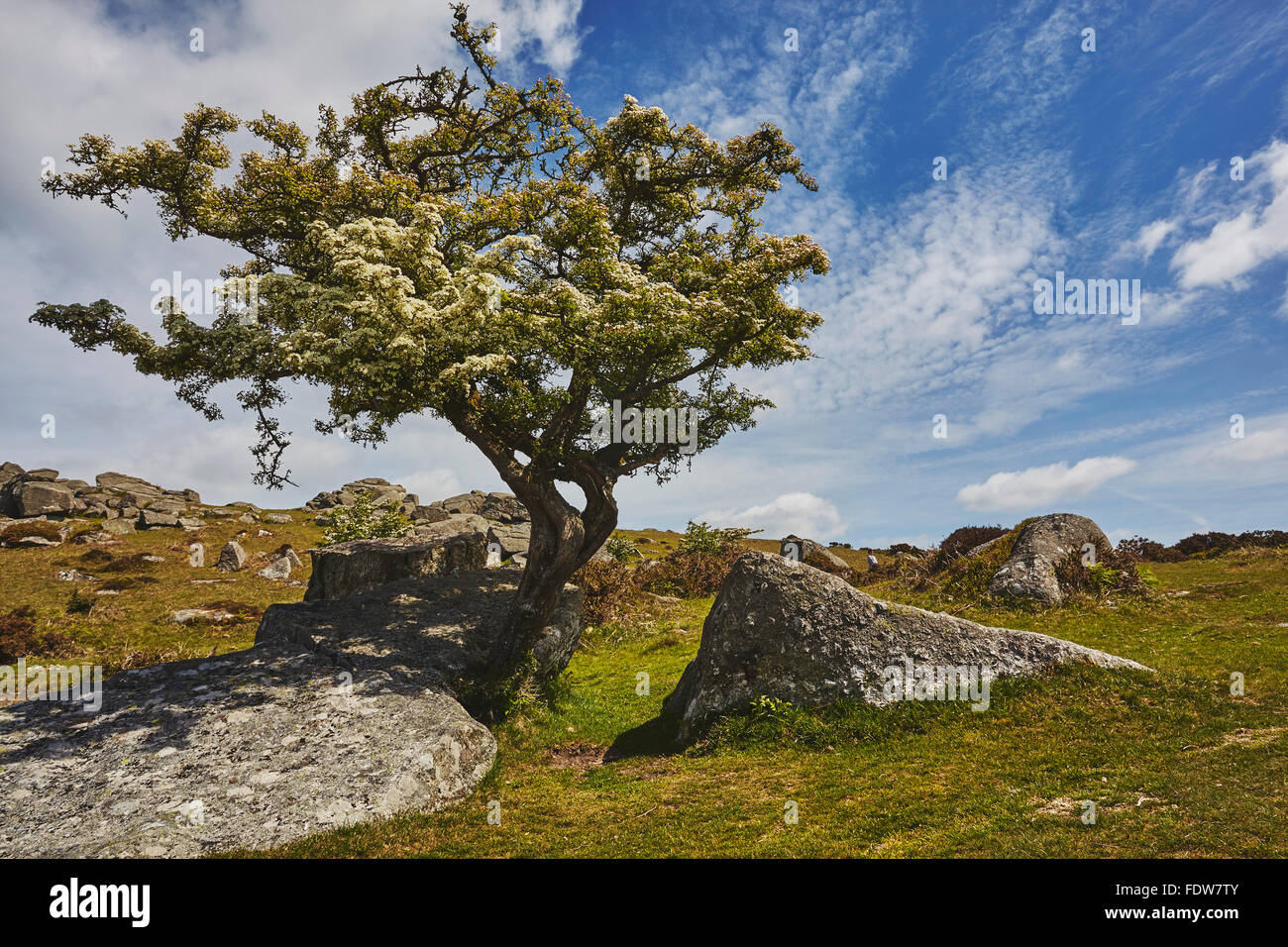 A hawthorn tree on Bonehill Rocks, near Widecombe-in-the-Moor, Dartmoor National Park, Devon, Great Britain. Stock Photo