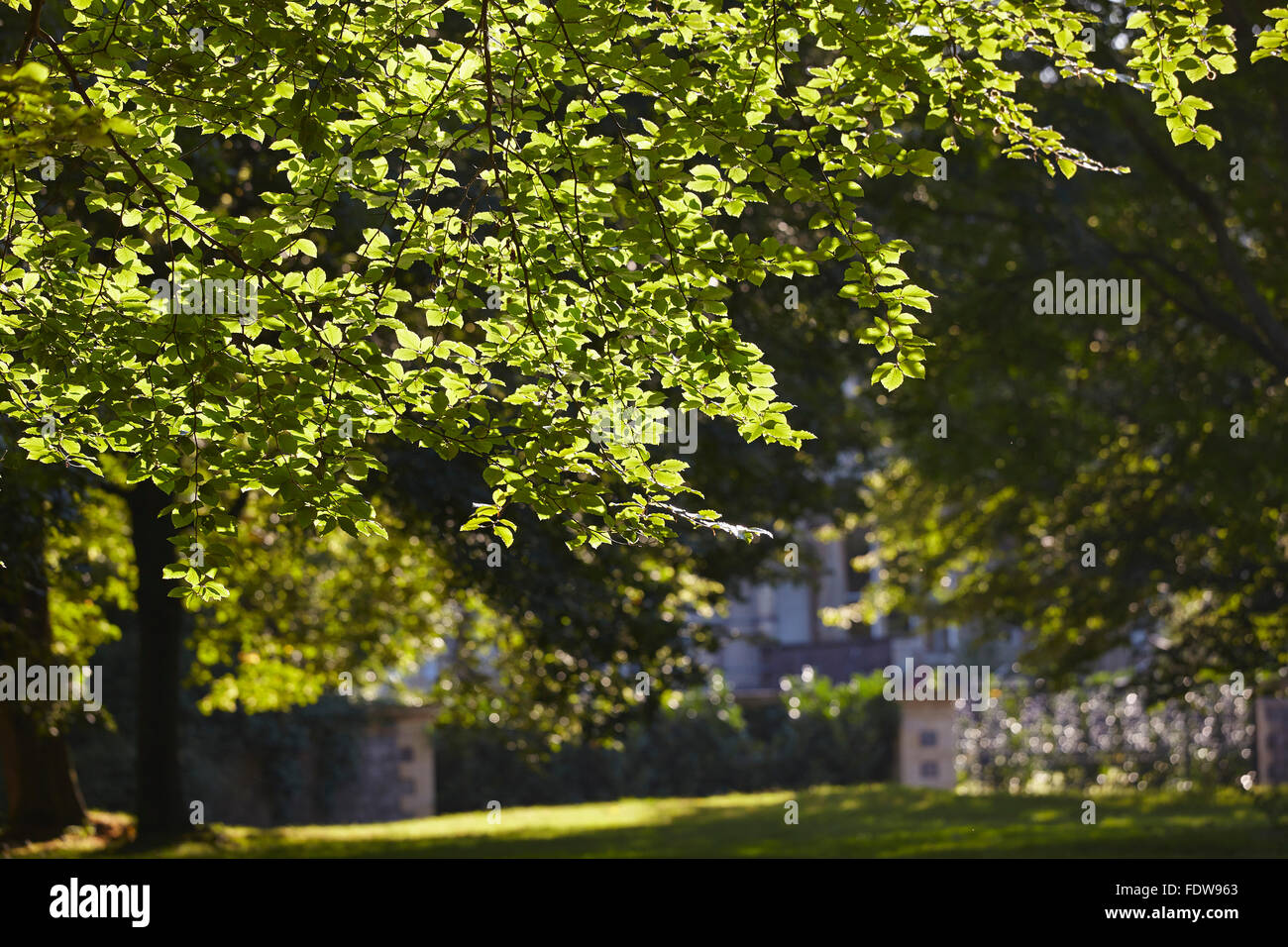 A treelined avenue in Clifton, Bristol, Great Britain Stock Photo Alamy