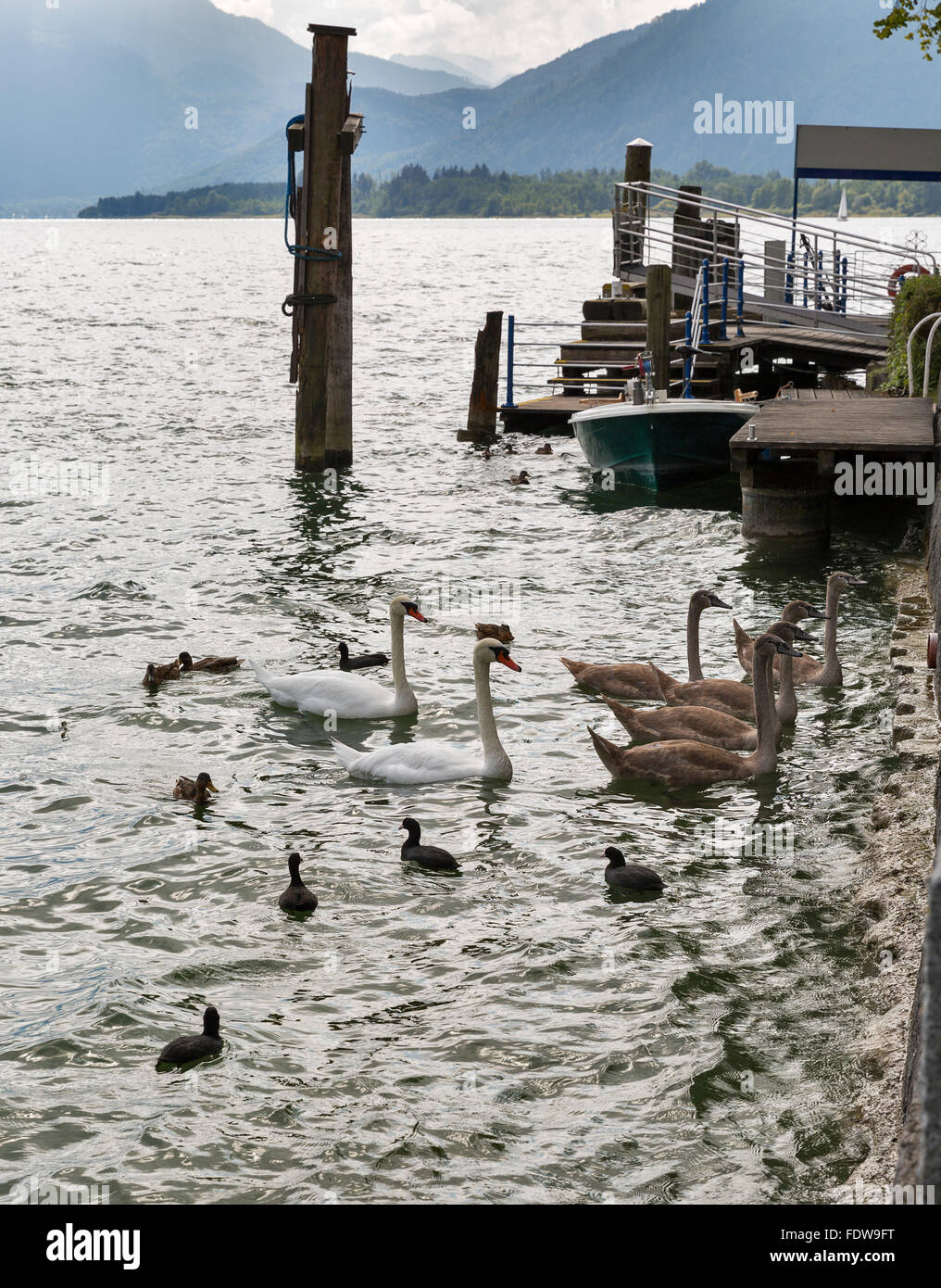 Wild swans, moorhens and ducks feeding near pier on Alpine lake Mondsee, Austria Stock Photo