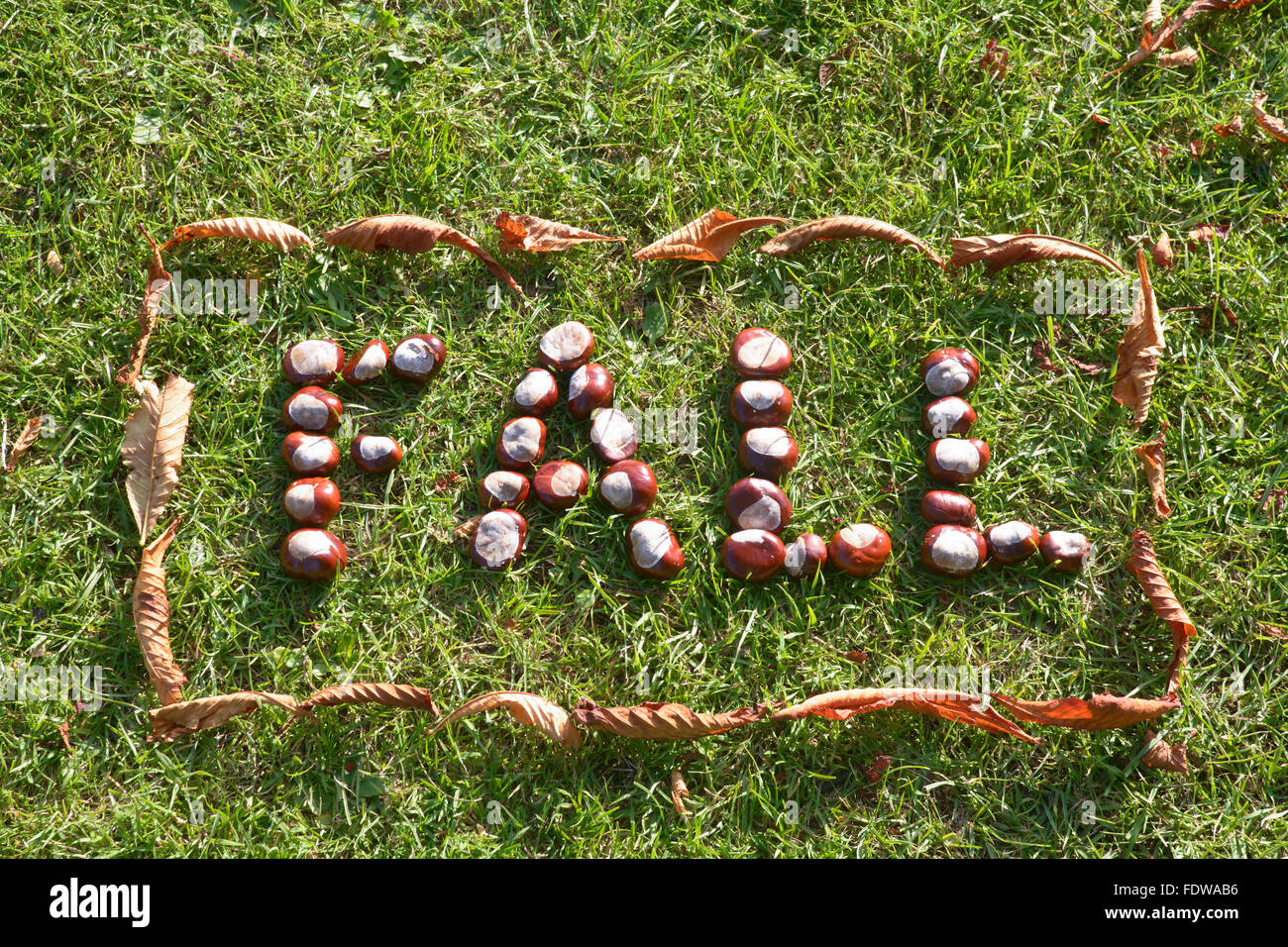 Conkers (Aesculus hippocastanum) on grass in fall - word fall with ...