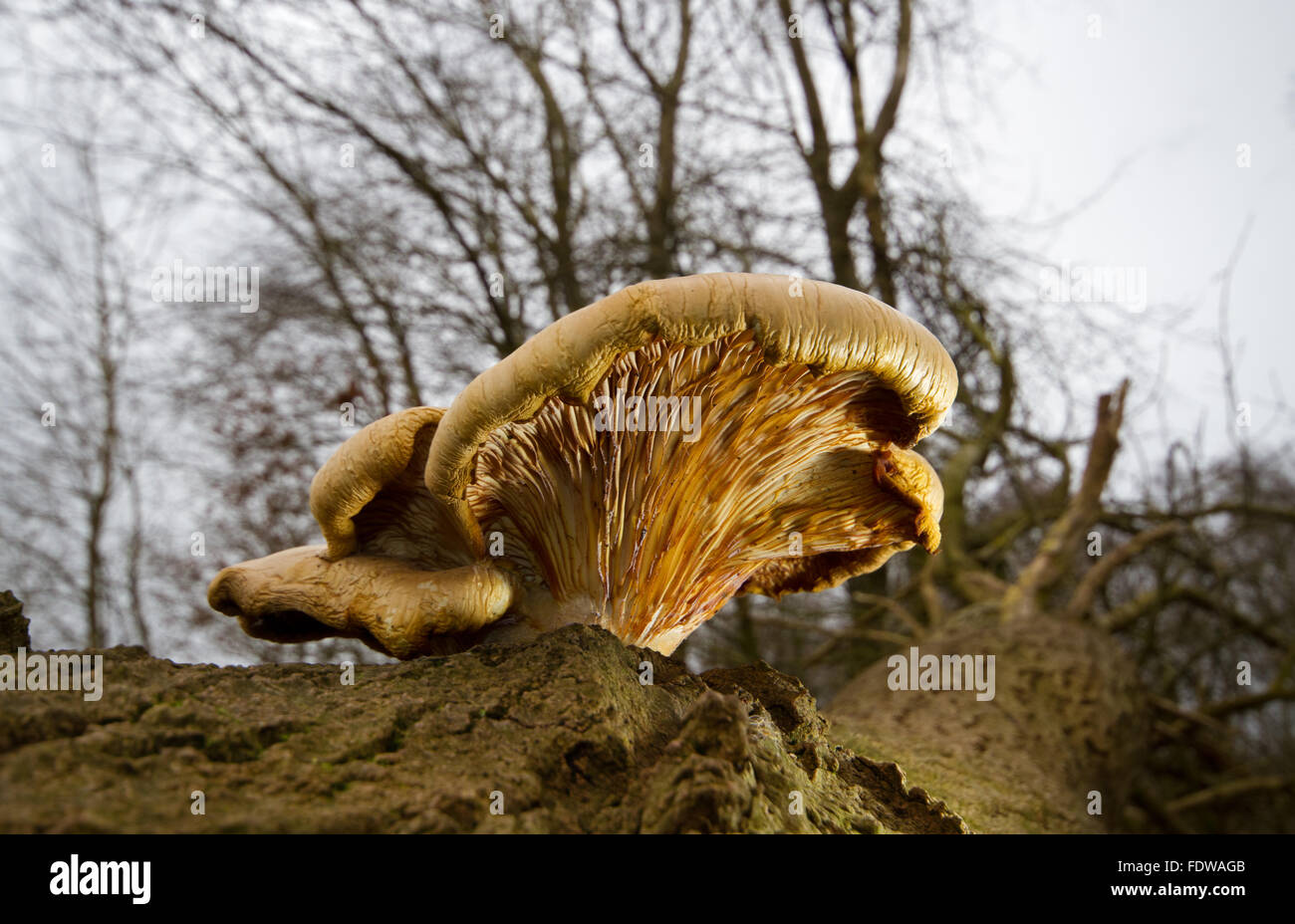 Big Oyster mushroom (probably Pleurotus dryinus) growing on a dead fallen Oak tree Stock Photo