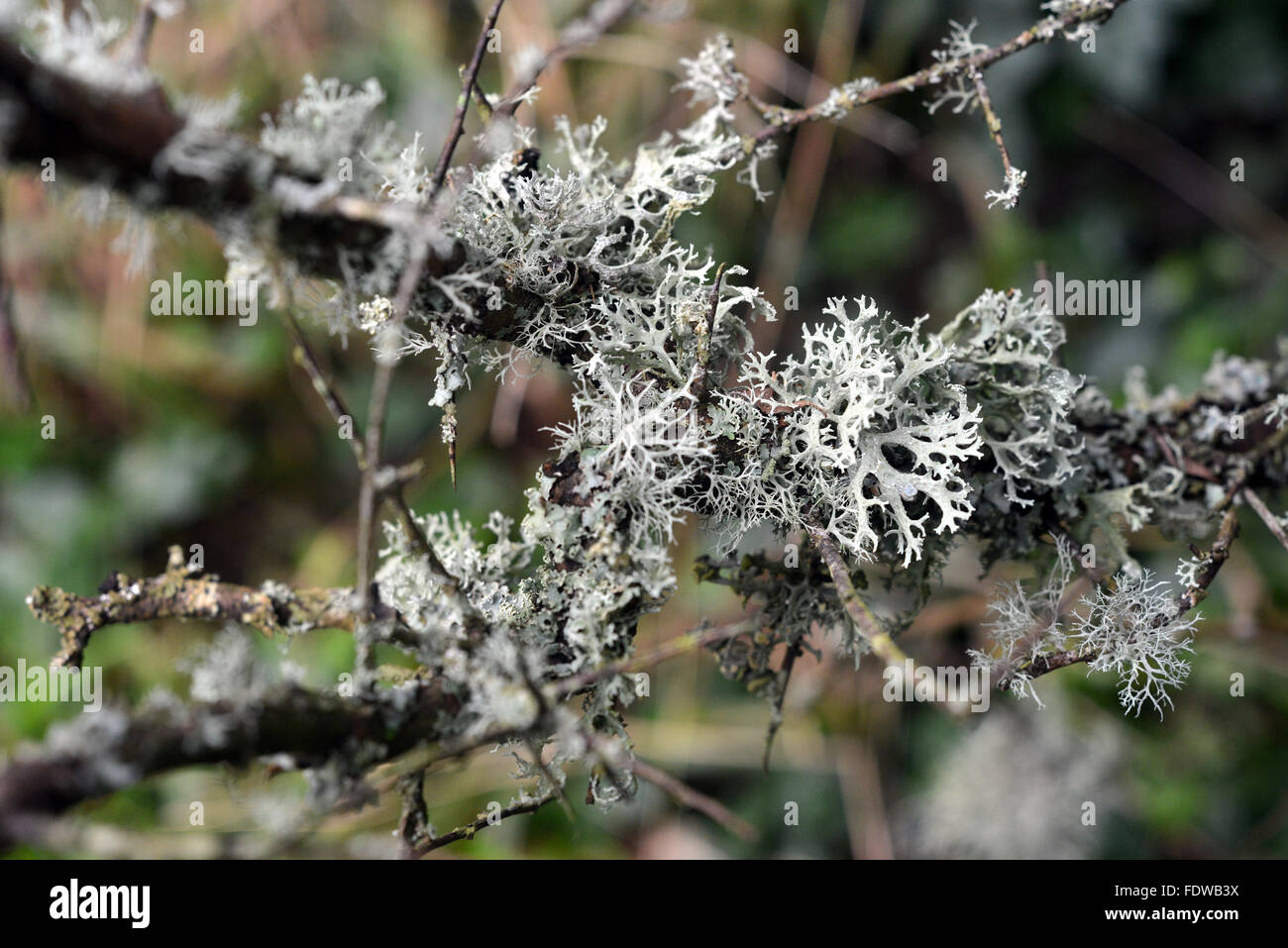 Lichen growing on blackthorn (sloe) Stock Photo