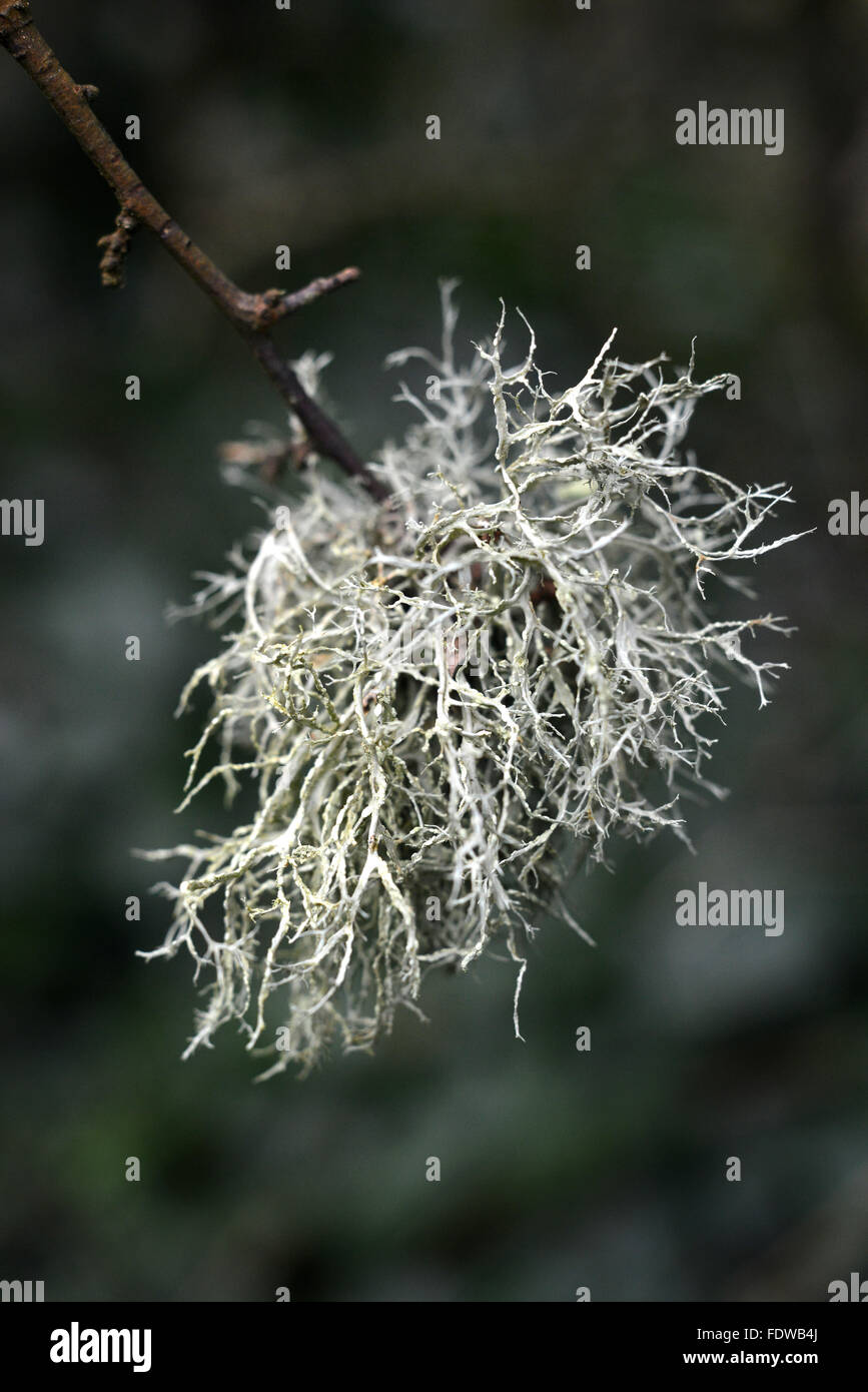 Lichen growing on blackthorn (sloe) Stock Photo