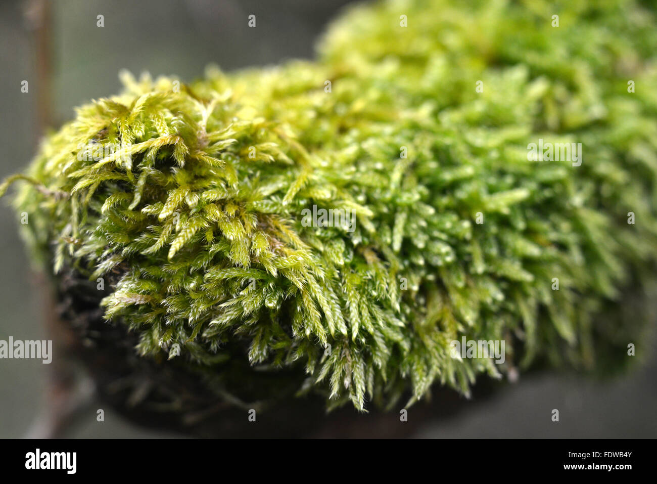 Sphagnum (peat) moss close up on dead branch Stock Photo Alamy