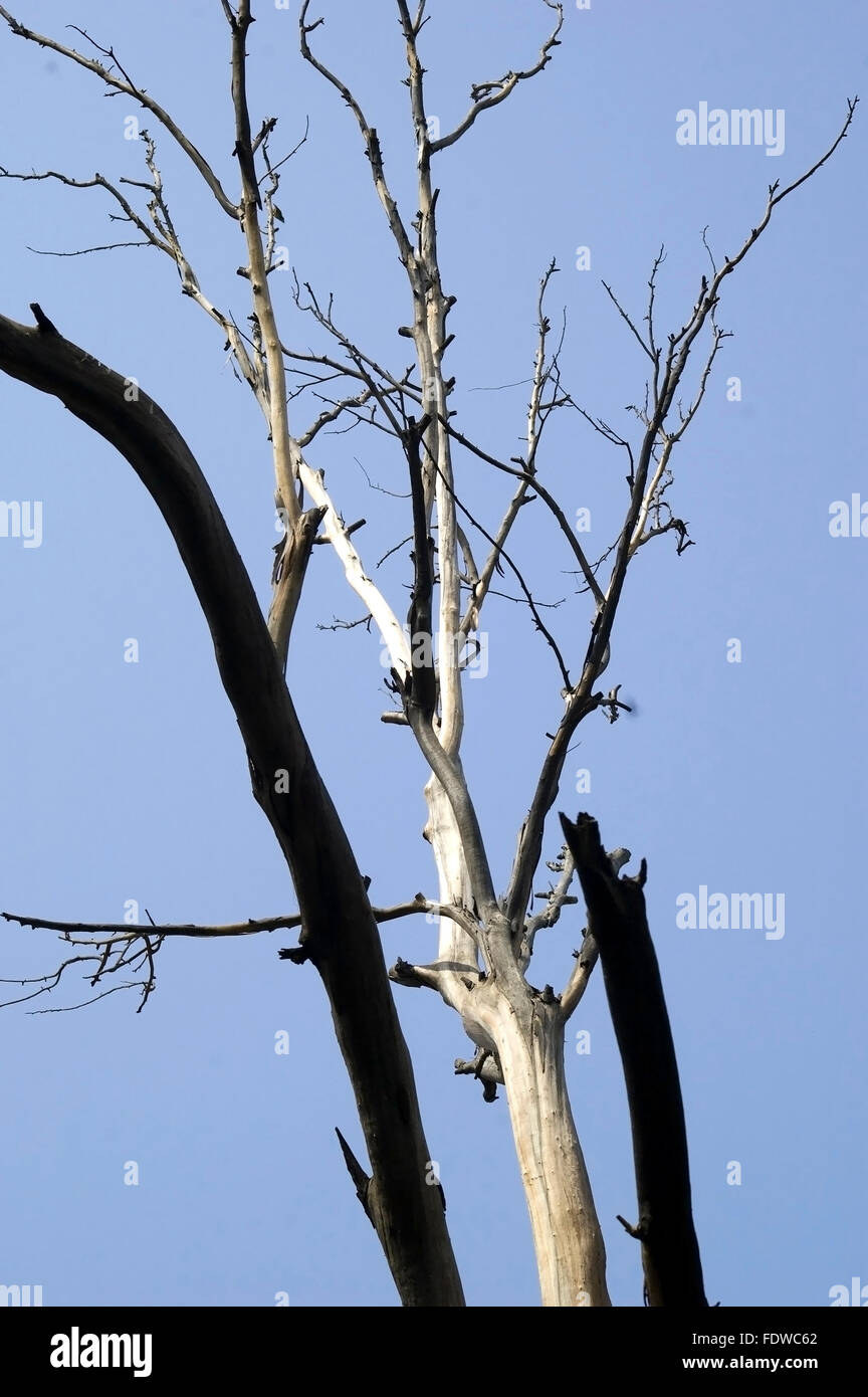 A dry tree with blue Sky Stock Photo - Alamy