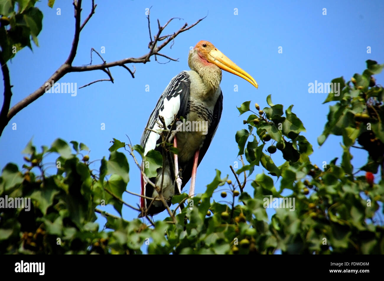 Painted Storks on a tree with flu sky Stock Photo