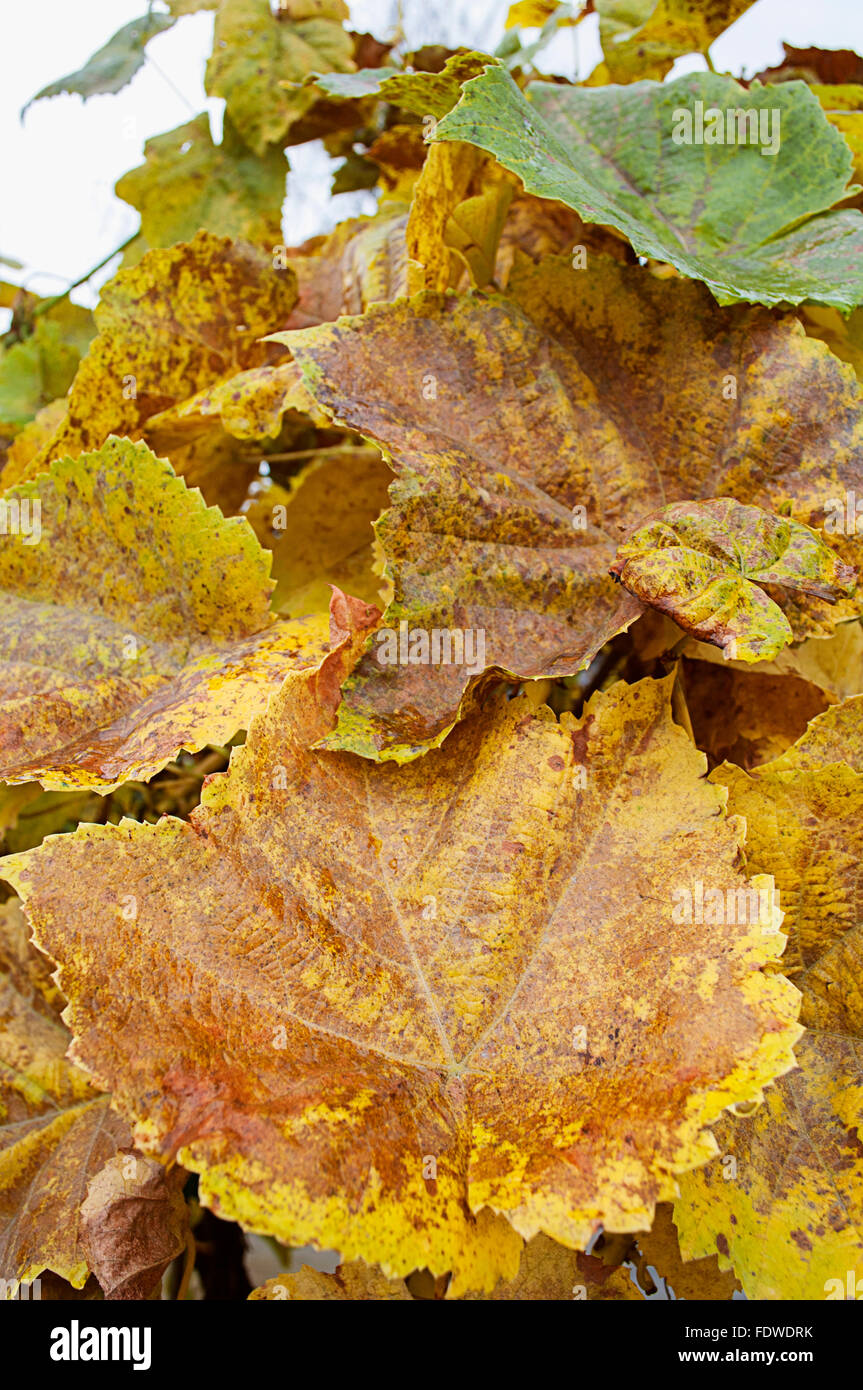 Grape leaves in the fall in Oregon's Willamette Valley. Stock Photo