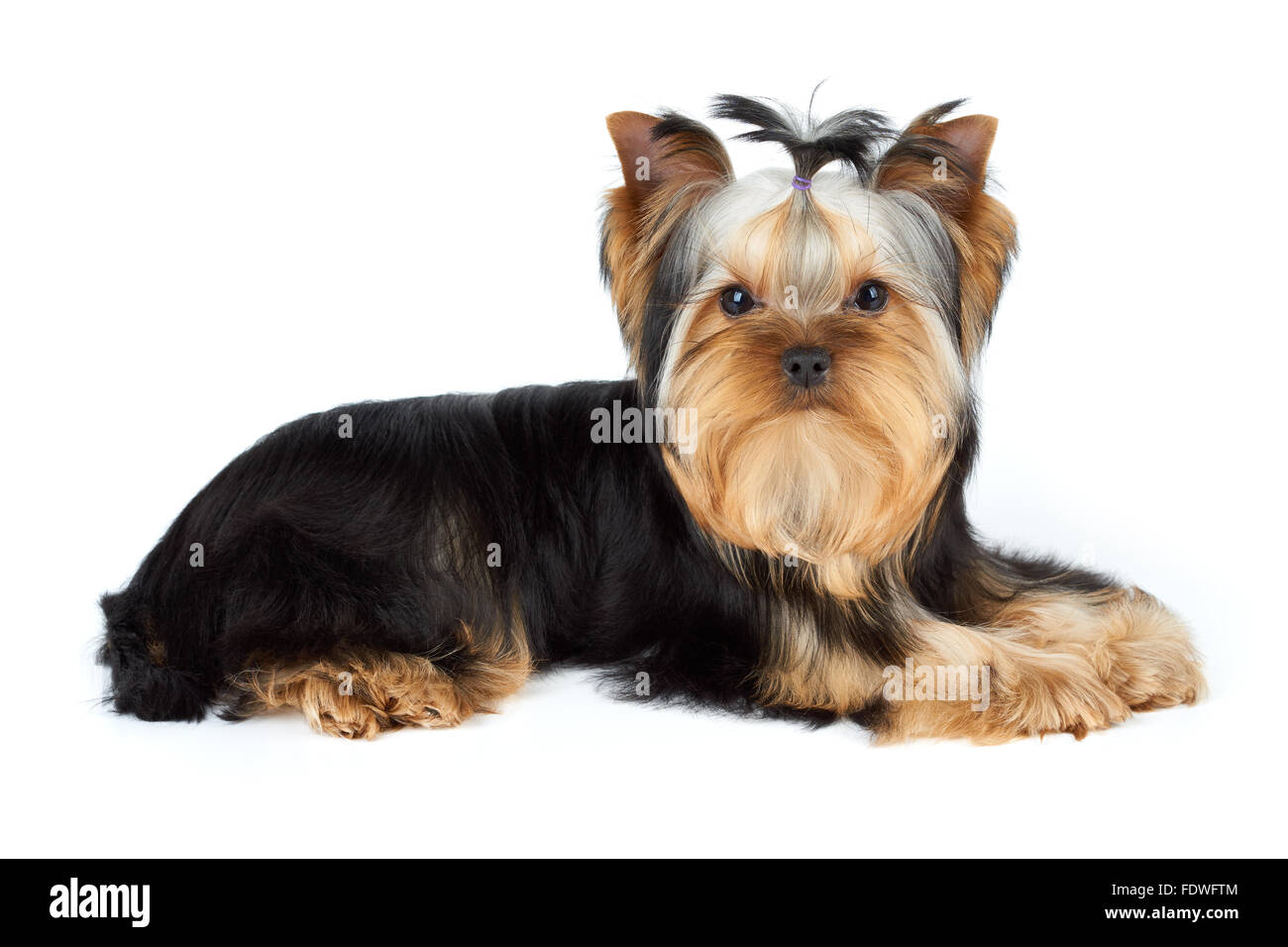 Yorkshire terrier male cheap