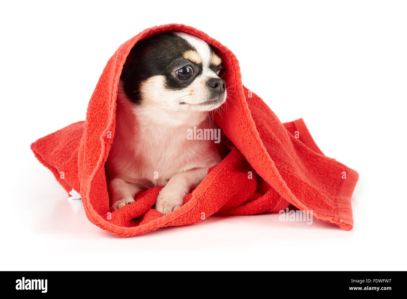 Chihuahua in red towel isolated on white Stock Photo