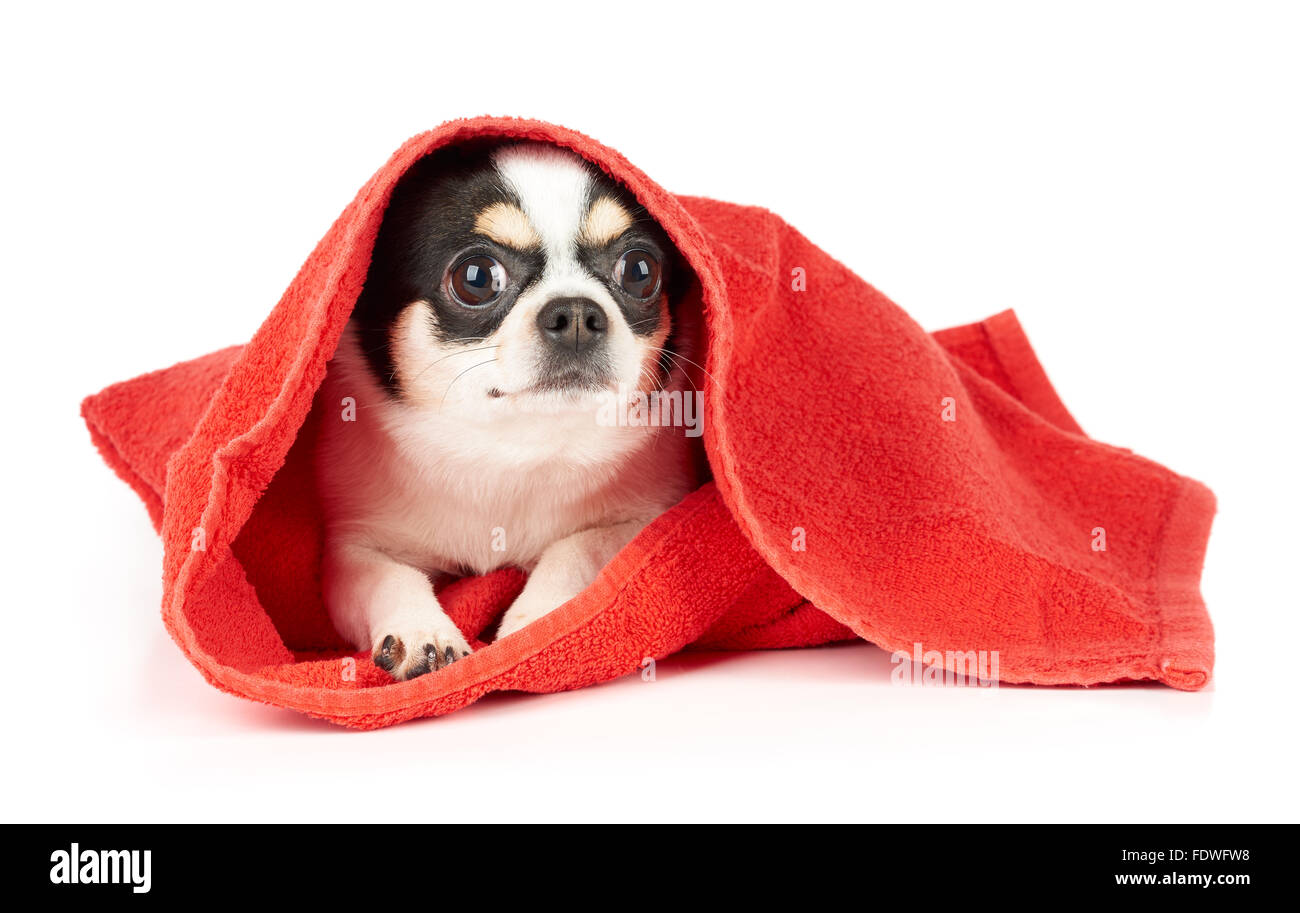 Chihuahua in red towel isolated on white Stock Photo