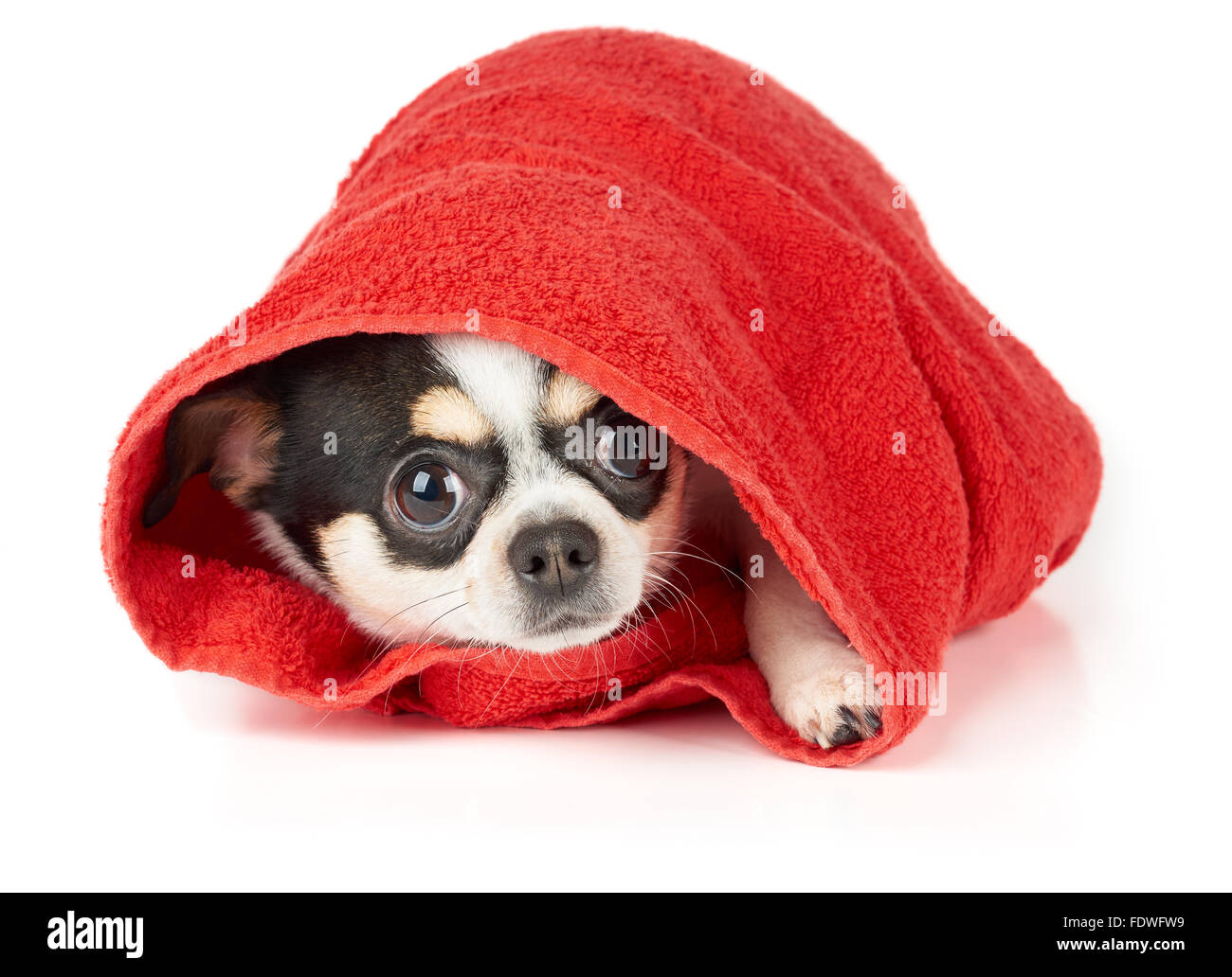 Chihuahua looks out of red towel isolated on white Stock Photo
